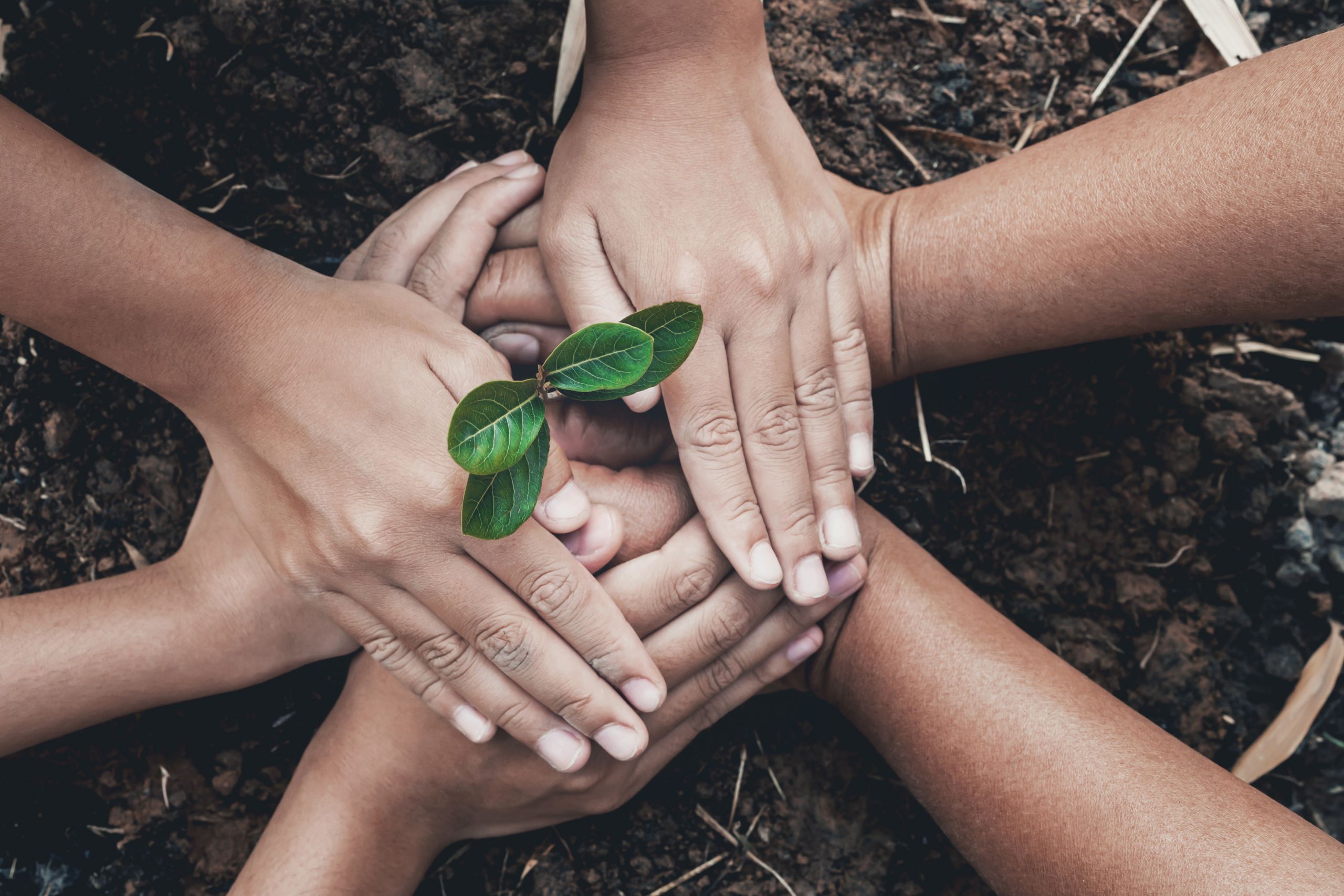 hand protection tree in garden concept save earth